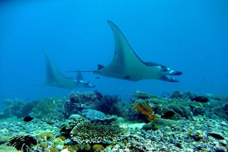 Manta Point Labuan Bajo