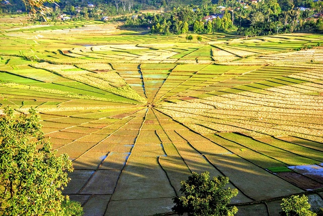 Lingko Spider Web Rice Fields