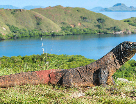 Budaya Dan Kesenian Suku Bajawa: Keindahan Tradisi dan Kearifan Lokal
