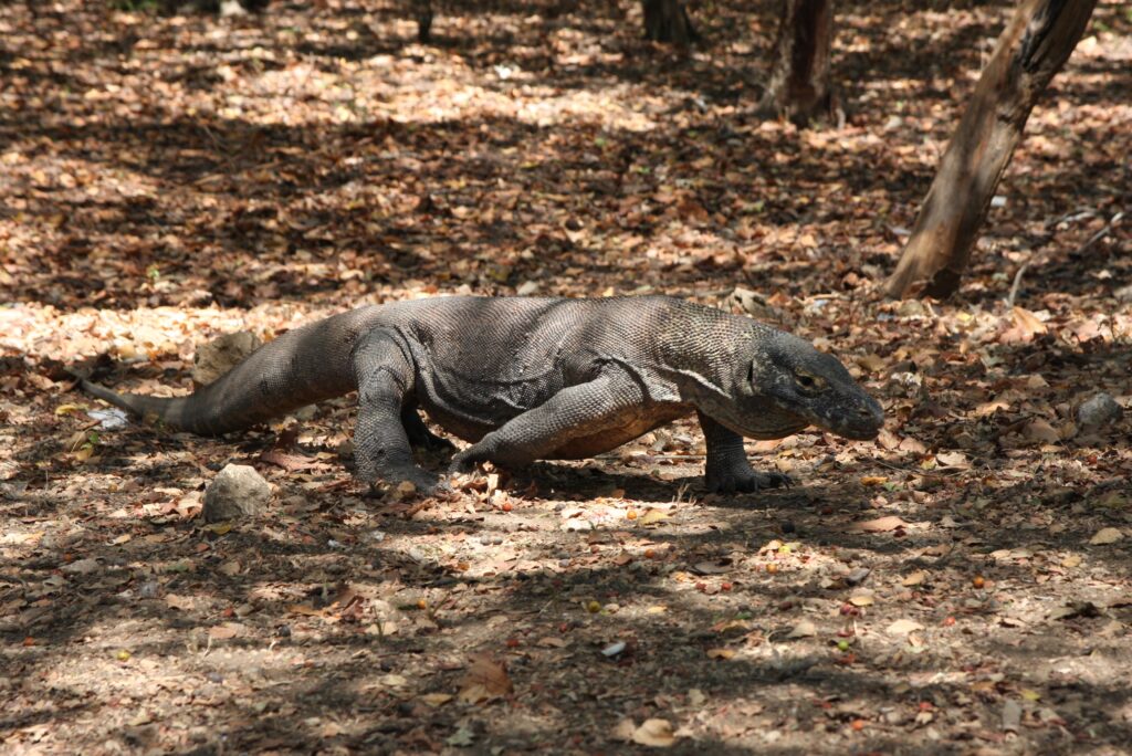 Penampakan Komodo